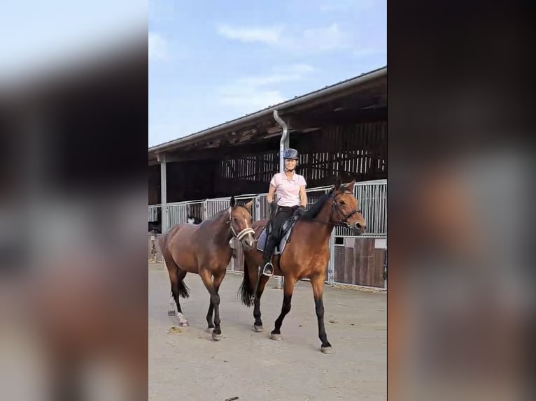 Caballo de deporte alemán Yegua 3 años 166 cm Castaño in Müncheberg