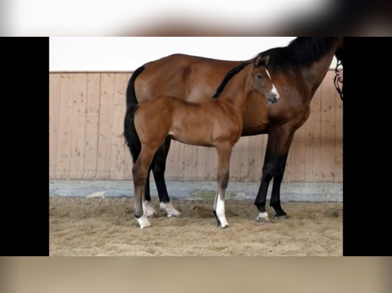 Caballo de deporte alemán Yegua 3 años 166 cm Castaño in Neunkirchen