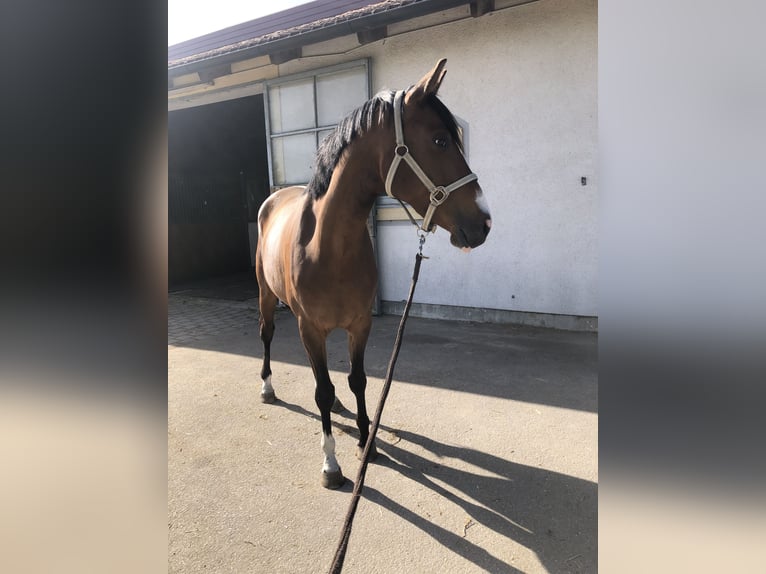 Caballo de deporte alemán Yegua 3 años 166 cm Castaño in Neunkirchen