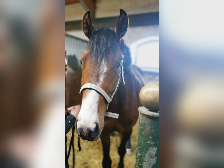 Caballo de deporte alemán Yegua 3 años 166 cm Castaño in Neunkirchen