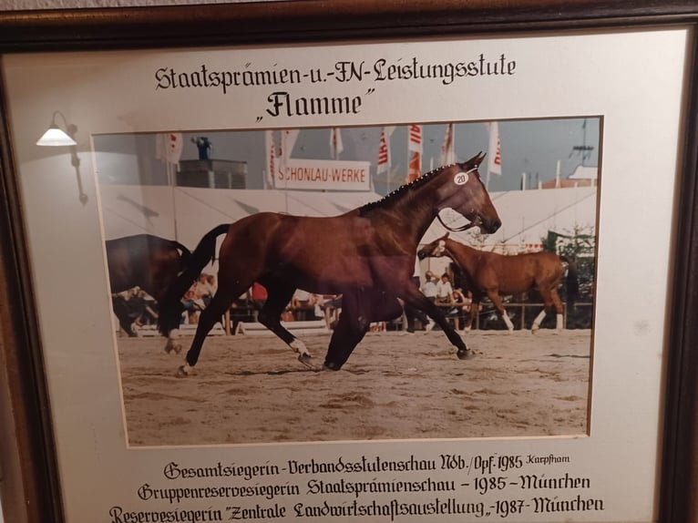 Caballo de deporte alemán Yegua 3 años 166 cm Castaño in Neunkirchen