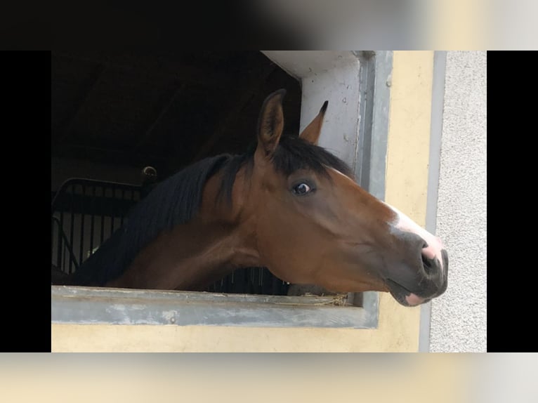 Caballo de deporte alemán Yegua 3 años 166 cm Castaño in Neunkirchen