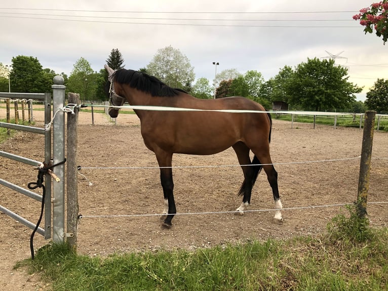 Caballo de deporte alemán Yegua 3 años 166 cm Castaño in Neunkirchen