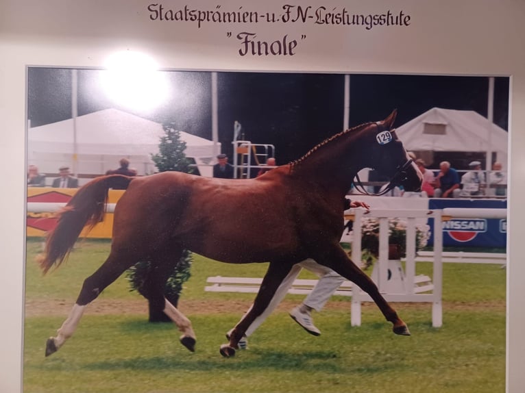 Caballo de deporte alemán Yegua 3 años 166 cm Castaño in Neunkirchen