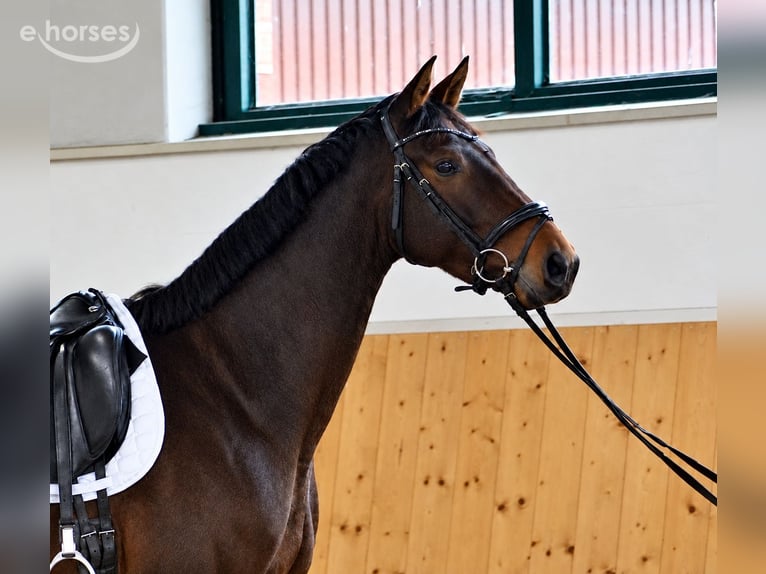 Caballo de deporte alemán Yegua 3 años 166 cm Castaño oscuro in Rheine