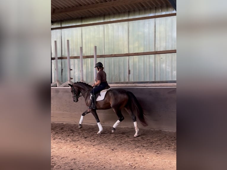 Caballo de deporte alemán Yegua 3 años 166 cm Castaño oscuro in Hanau