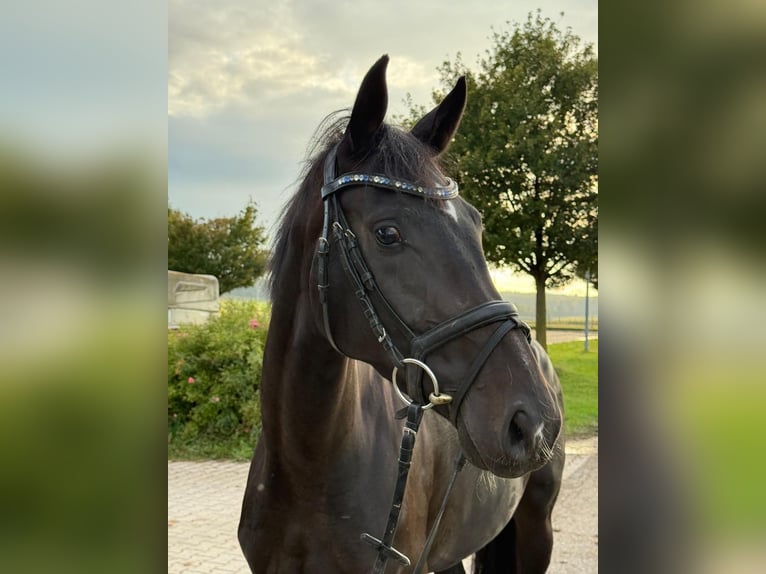 Caballo de deporte alemán Yegua 3 años 166 cm Morcillo in Ditzingen