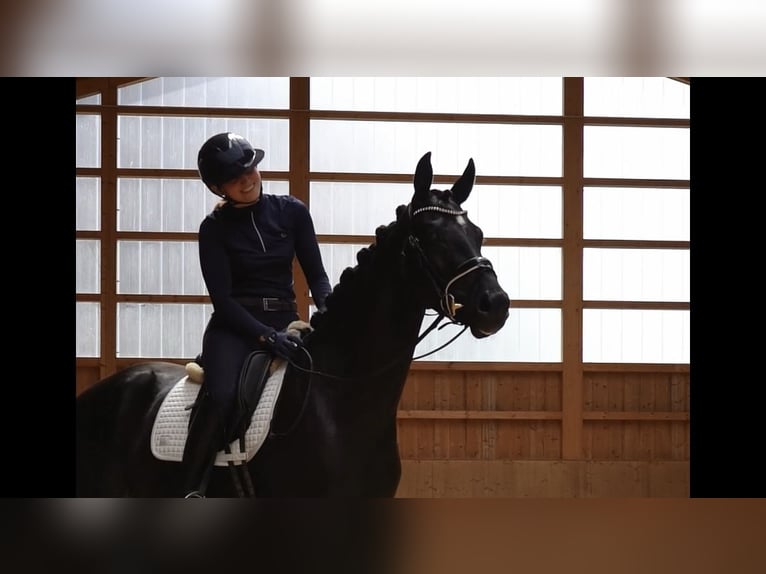 Caballo de deporte alemán Yegua 3 años 166 cm Morcillo in Jengen/Weicht