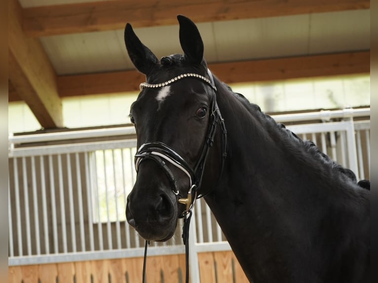 Caballo de deporte alemán Yegua 3 años 166 cm Morcillo in Jengen/Weicht