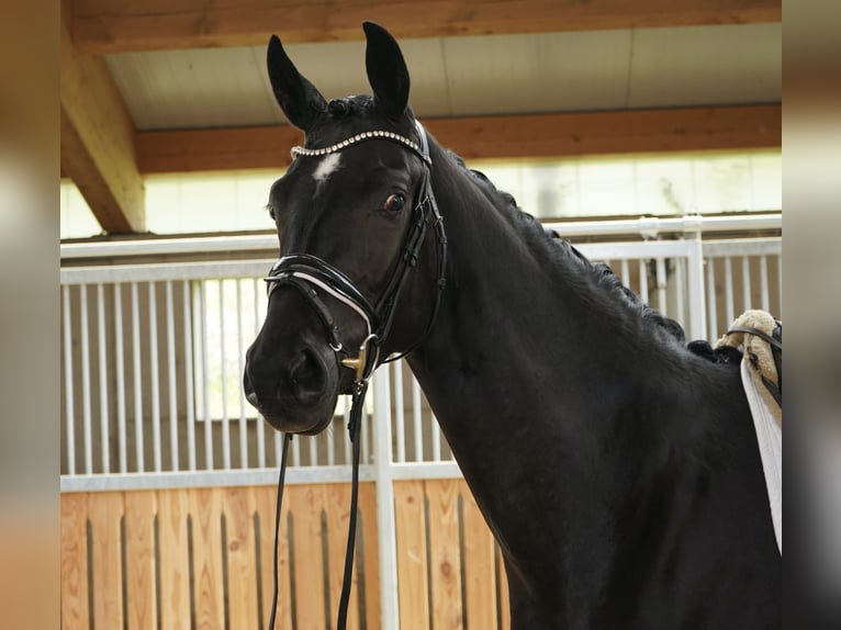 Caballo de deporte alemán Yegua 3 años 166 cm Morcillo in Jengen/Weicht