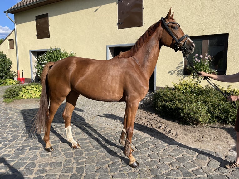 Caballo de deporte alemán Yegua 3 años 167 cm Alazán-tostado in Wittstock