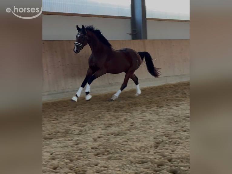 Caballo de deporte alemán Yegua 3 años 167 cm Castaño in Westerheim