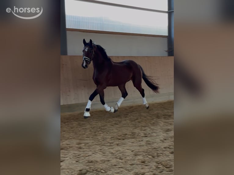 Caballo de deporte alemán Yegua 3 años 167 cm Castaño in Westerheim