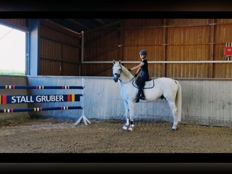 Caballo de deporte alemán Yegua 3 años 167 cm Castaño in Wilhermsdorf