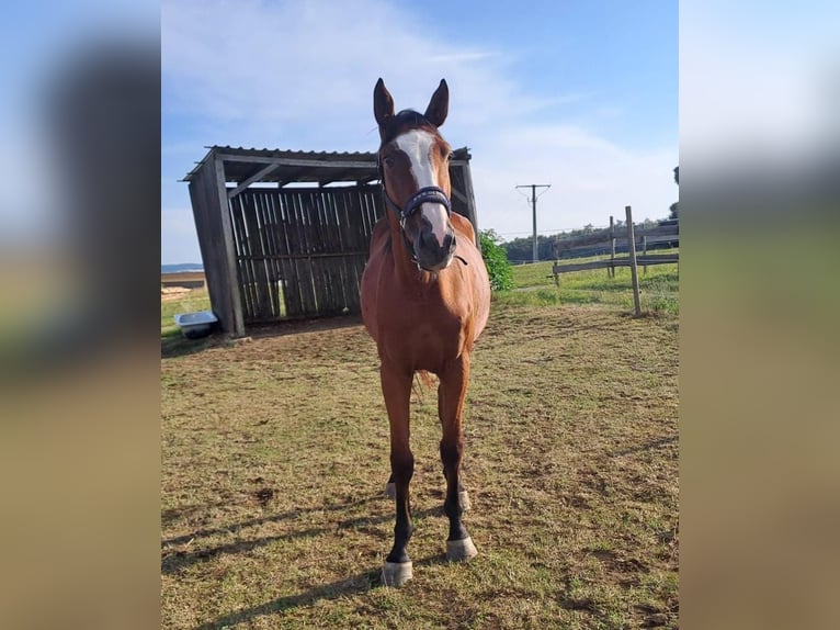 Caballo de deporte alemán Yegua 3 años 167 cm Castaño in Amerdingen