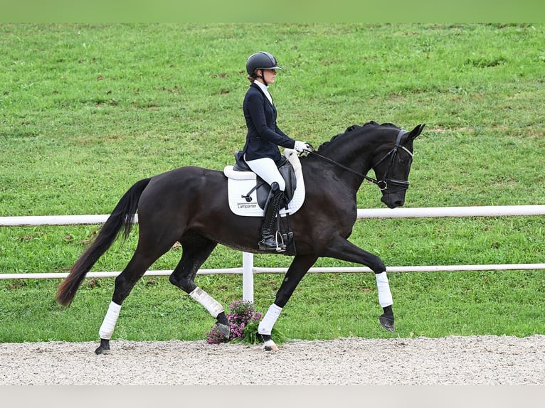 Caballo de deporte alemán Yegua 3 años 167 cm Negro in Gomadingen