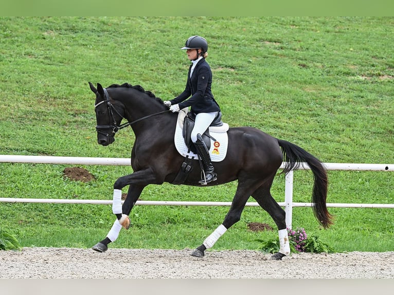 Caballo de deporte alemán Yegua 3 años 167 cm Negro in Gomadingen