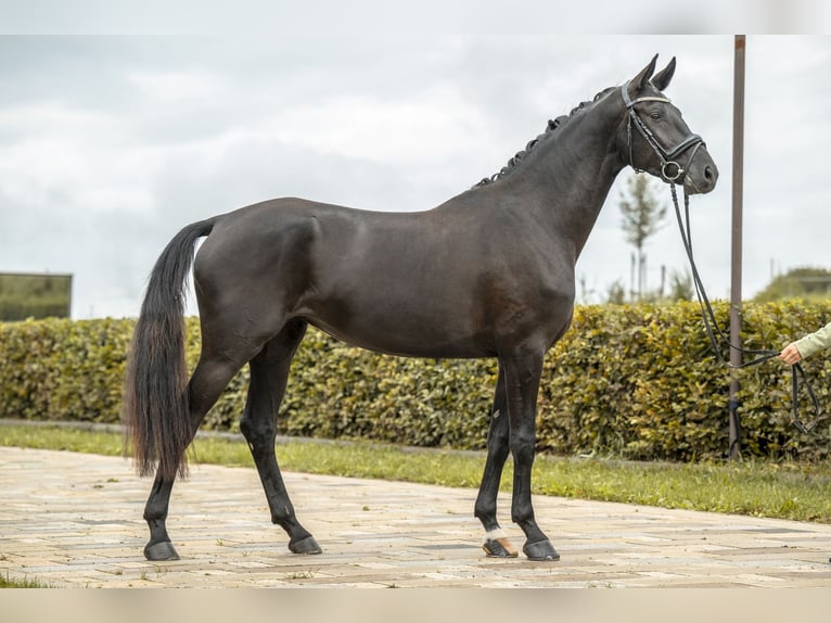 Caballo de deporte alemán Yegua 3 años 167 cm Negro in Gomadingen