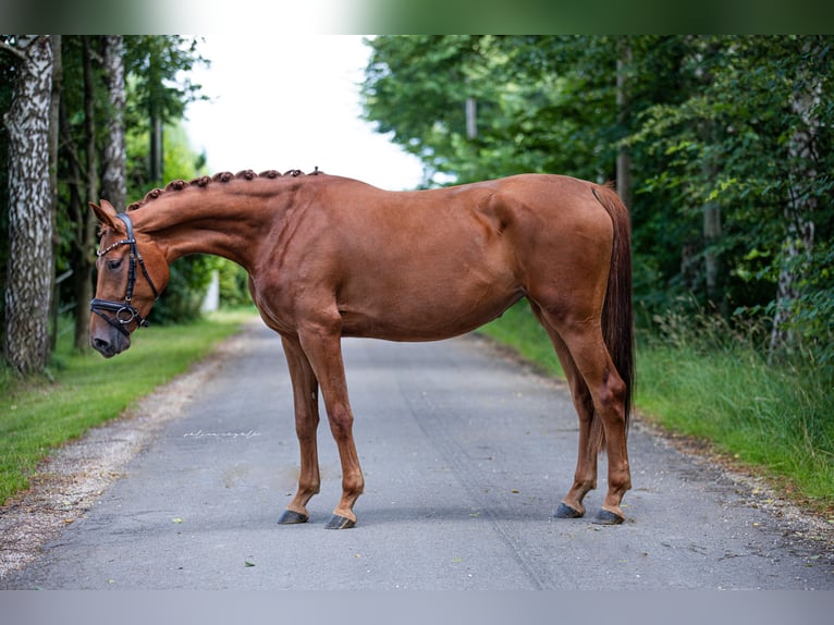 Caballo de deporte alemán Yegua 3 años 168 cm Alazán in Illertissen