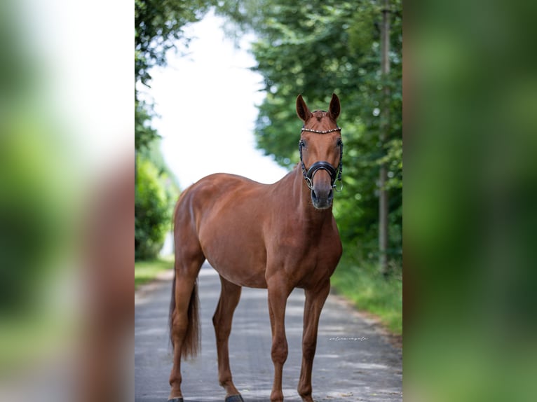 Caballo de deporte alemán Yegua 3 años 168 cm Alazán in Illertissen