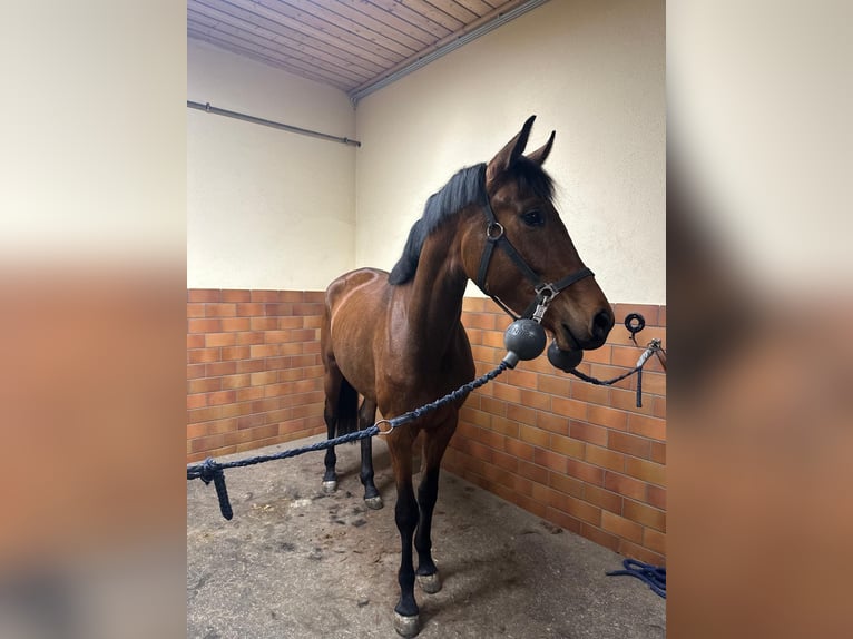 Caballo de deporte alemán Yegua 3 años 168 cm Castaño in Balingen