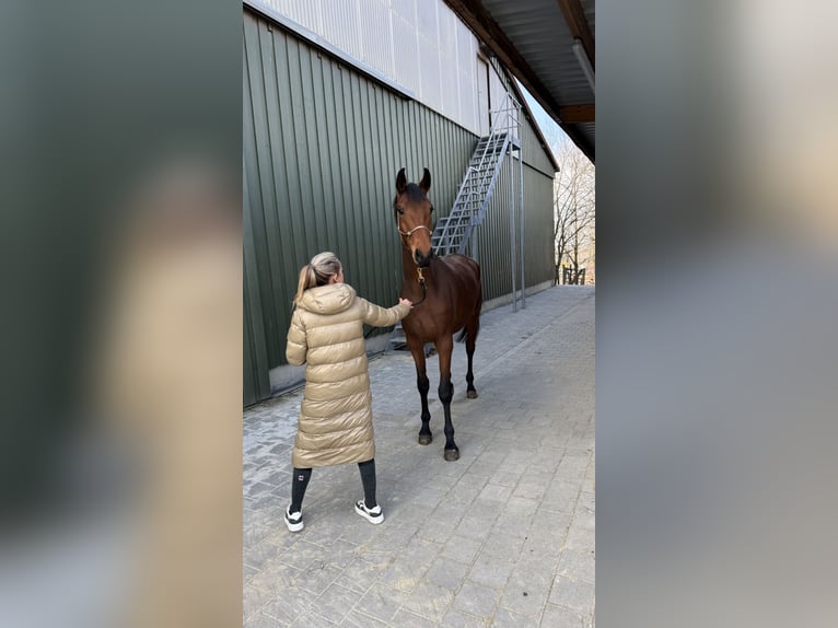Caballo de deporte alemán Yegua 3 años 168 cm Castaño in Balingen