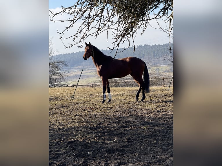 Caballo de deporte alemán Yegua 3 años 168 cm Castaño in Balingen