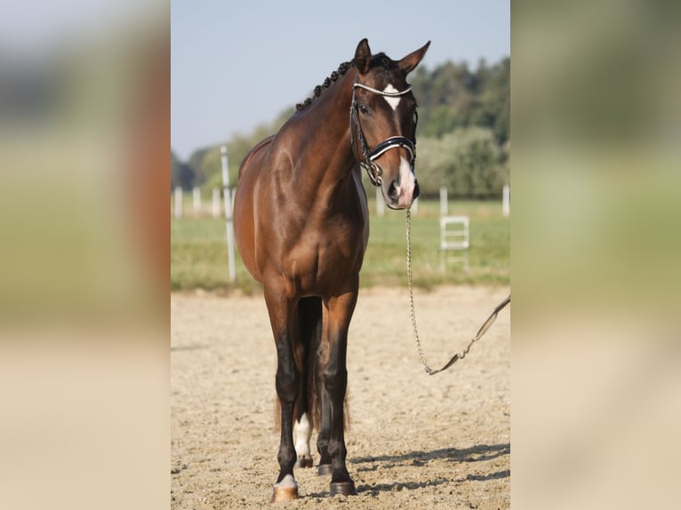 Caballo de deporte alemán Yegua 3 años 168 cm Castaño in Wilhermsdorf