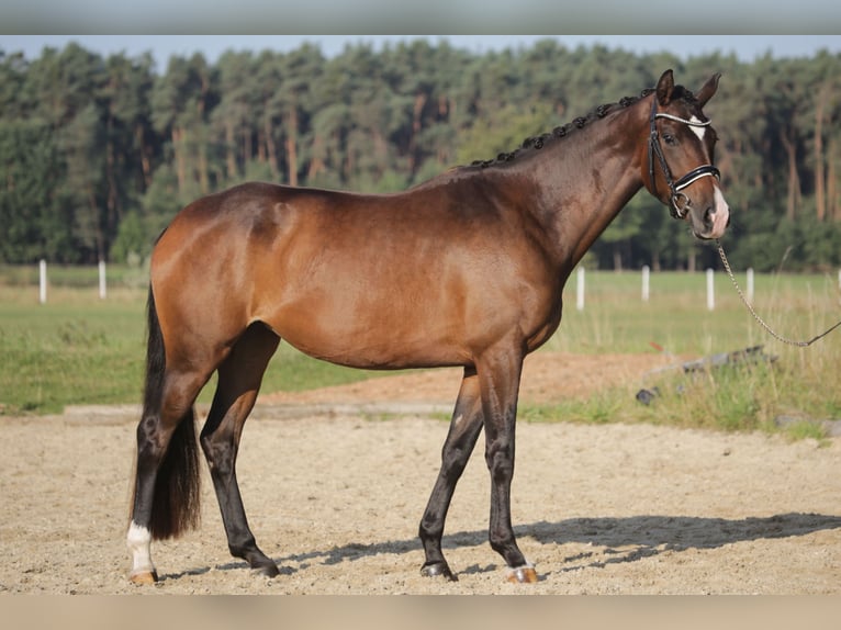 Caballo de deporte alemán Yegua 3 años 168 cm Castaño in Wilhermsdorf