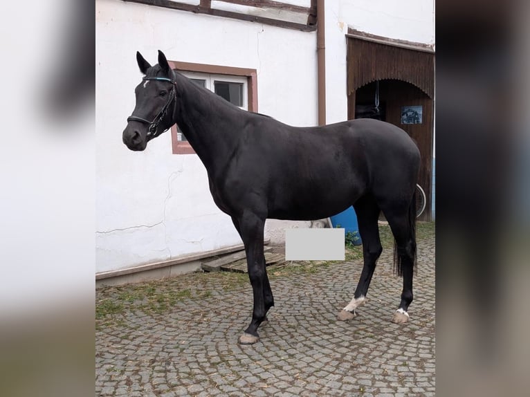 Caballo de deporte alemán Yegua 3 años 168 cm Morcillo in Tanna
