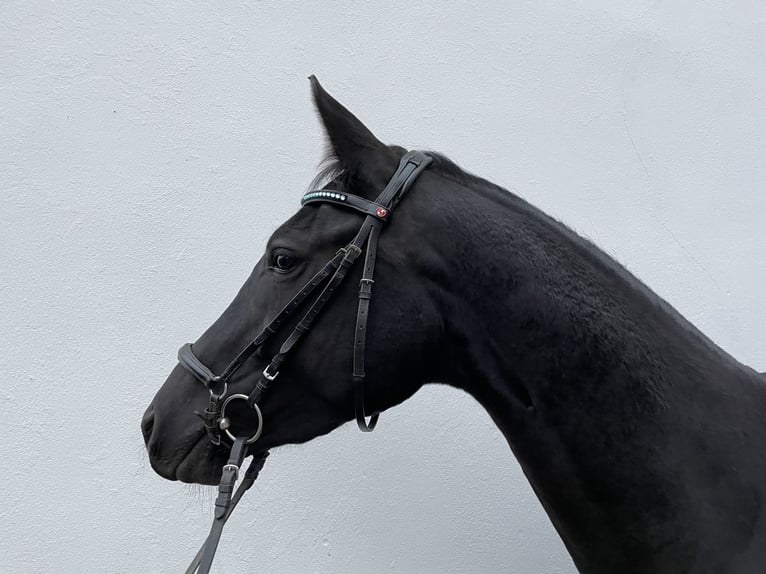 Caballo de deporte alemán Yegua 3 años 168 cm Morcillo in Tanna