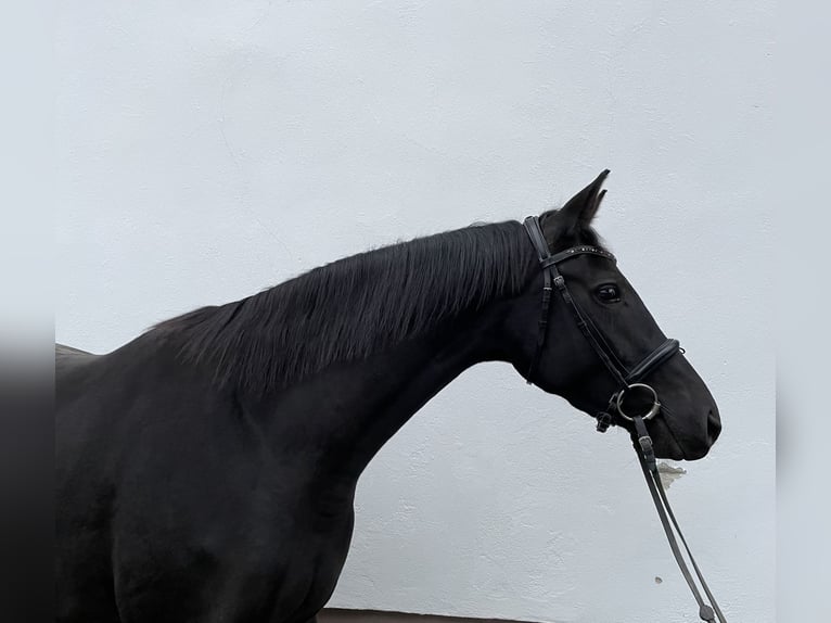 Caballo de deporte alemán Yegua 3 años 168 cm Morcillo in Tanna