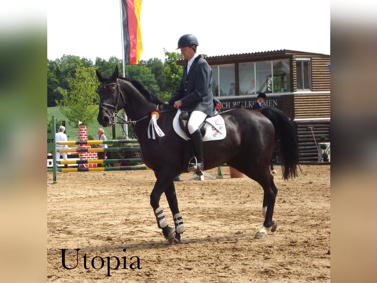 Caballo de deporte alemán Yegua 3 años 168 cm Morcillo in Tanna