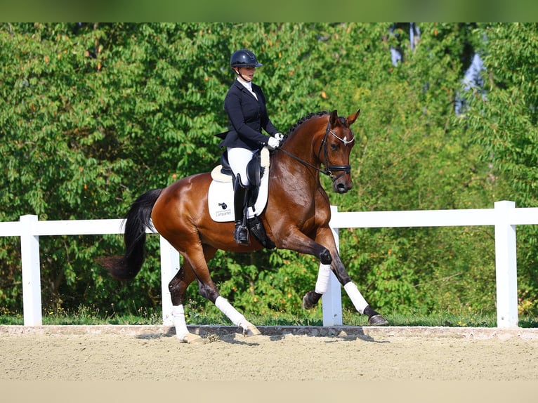 Caballo de deporte alemán Yegua 3 años 169 cm Castaño in Gomadingen