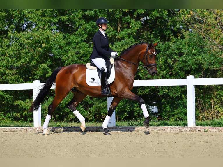 Caballo de deporte alemán Yegua 3 años 169 cm Castaño in Gomadingen