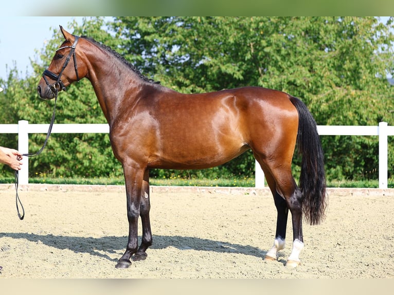 Caballo de deporte alemán Yegua 3 años 169 cm Castaño in Gomadingen