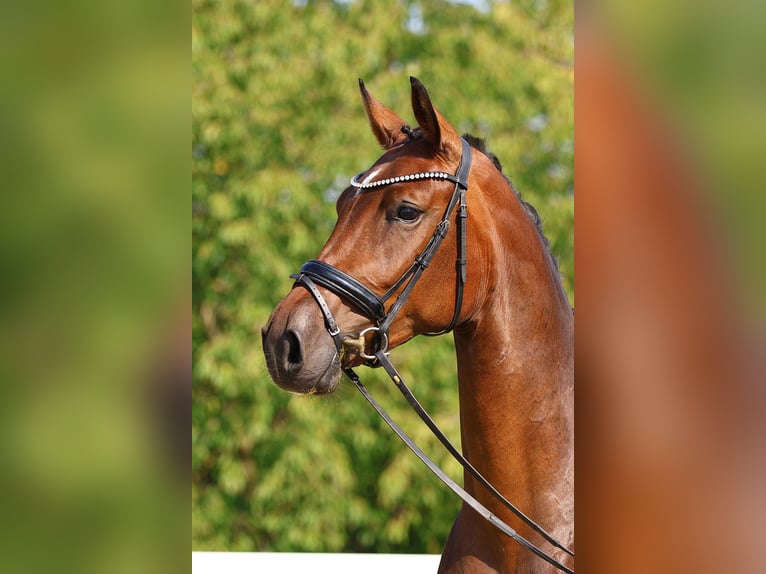 Caballo de deporte alemán Yegua 3 años 169 cm Castaño in Gomadingen