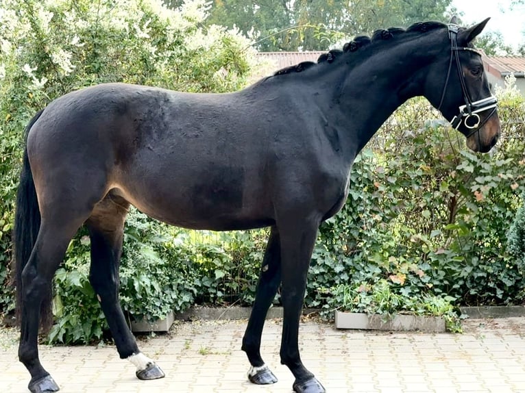 Caballo de deporte alemán Yegua 3 años 169 cm Morcillo in Viernheim