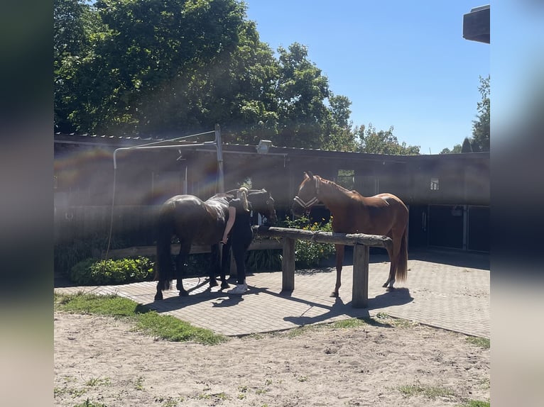 Caballo de deporte alemán Yegua 3 años 170 cm Alazán in Nassenheide