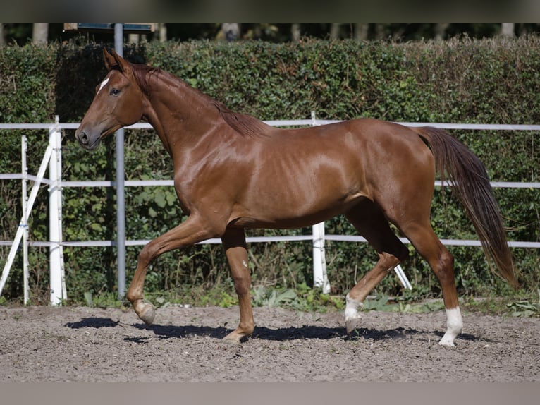 Caballo de deporte alemán Yegua 3 años 170 cm Alazán in Weil der Stadt