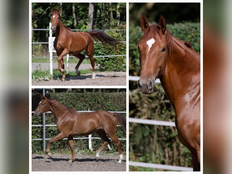 Caballo de deporte alemán Yegua 3 años 170 cm Alazán in Weil der Stadt