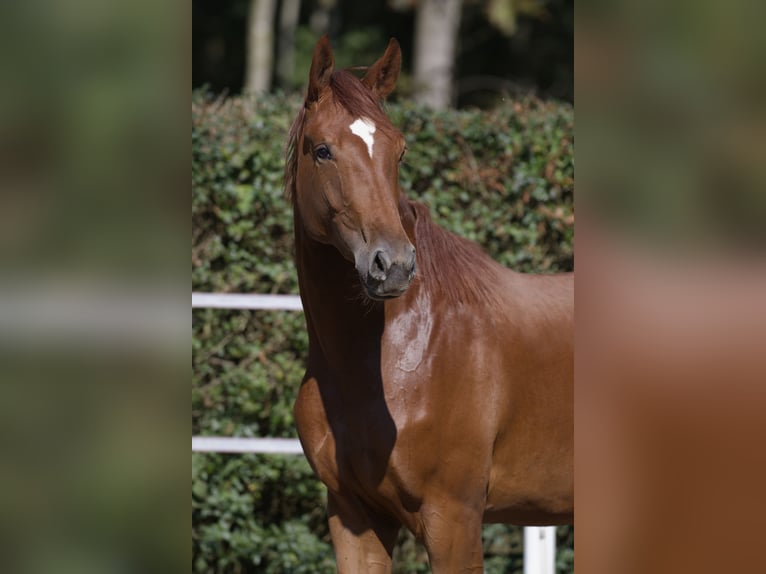 Caballo de deporte alemán Yegua 3 años 170 cm Alazán in Weil der Stadt