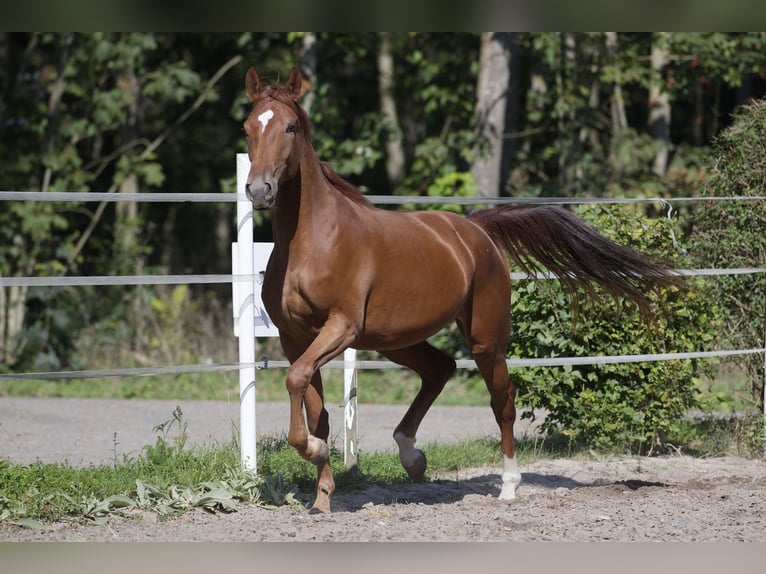 Caballo de deporte alemán Yegua 3 años 170 cm Alazán in Weil der Stadt