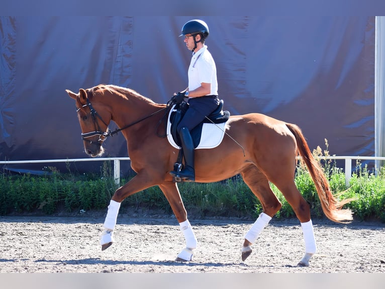 Caballo de deporte alemán Yegua 3 años 170 cm Alazán in Hohen Neuendorf