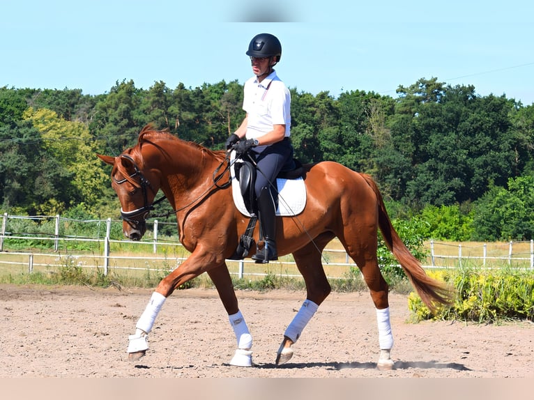 Caballo de deporte alemán Yegua 3 años 170 cm Alazán in Hohen Neuendorf