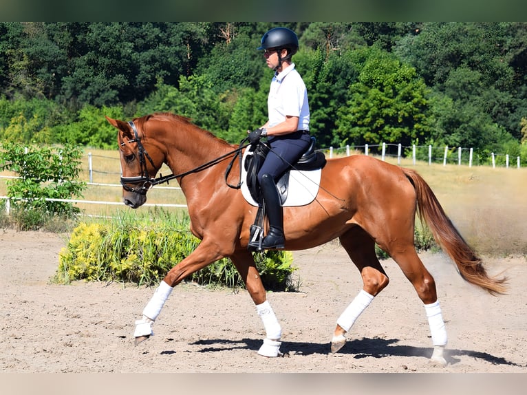 Caballo de deporte alemán Yegua 3 años 170 cm Alazán in Hohen Neuendorf