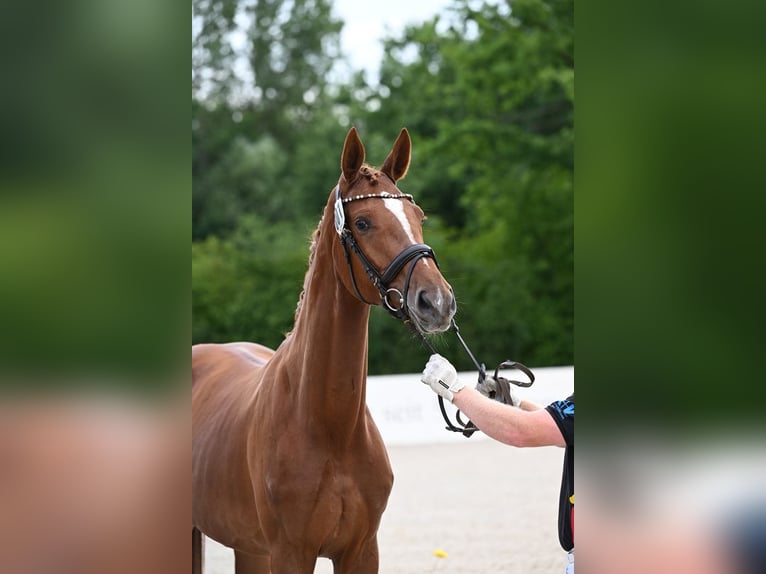 Caballo de deporte alemán Yegua 3 años 170 cm Alazán in Illertissen