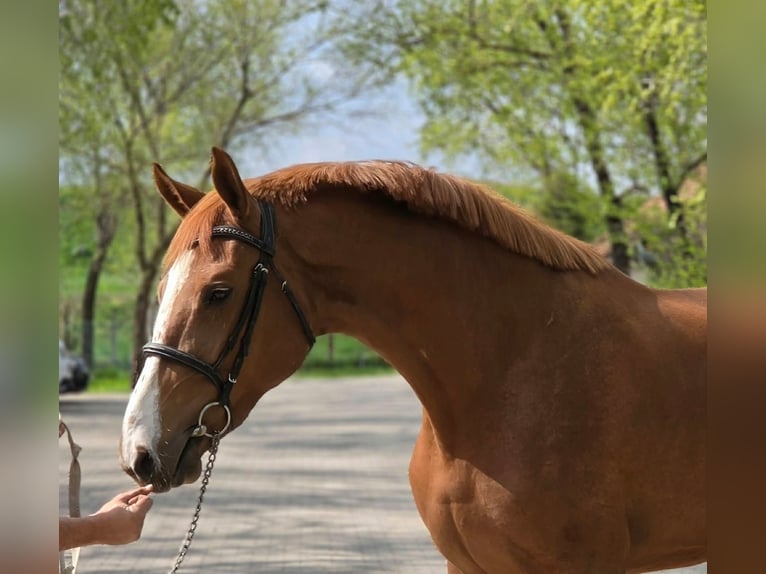 Caballo de deporte alemán Yegua 3 años 170 cm Alazán in Gyula