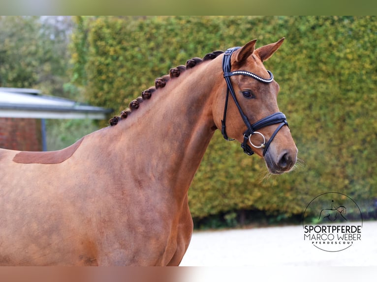 Caballo de deporte alemán Yegua 3 años 170 cm Alazán-tostado in Bad Zwischenahn