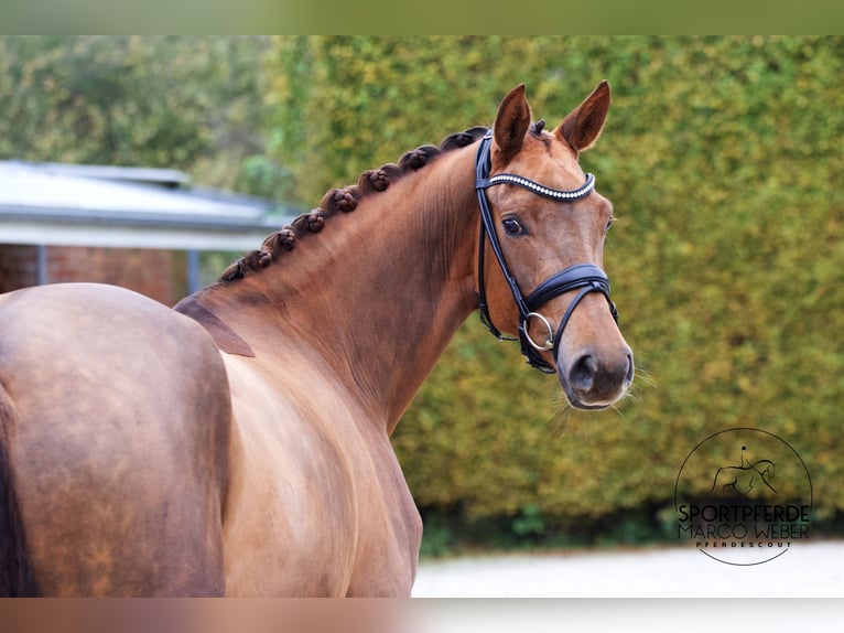 Caballo de deporte alemán Yegua 3 años 170 cm Alazán-tostado in Bad Zwischenahn